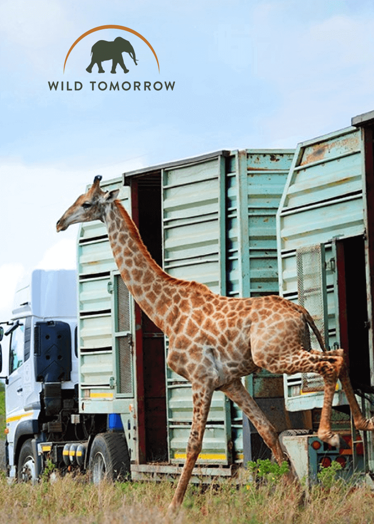 Giraffe being cared for by Wild Tomorrow
